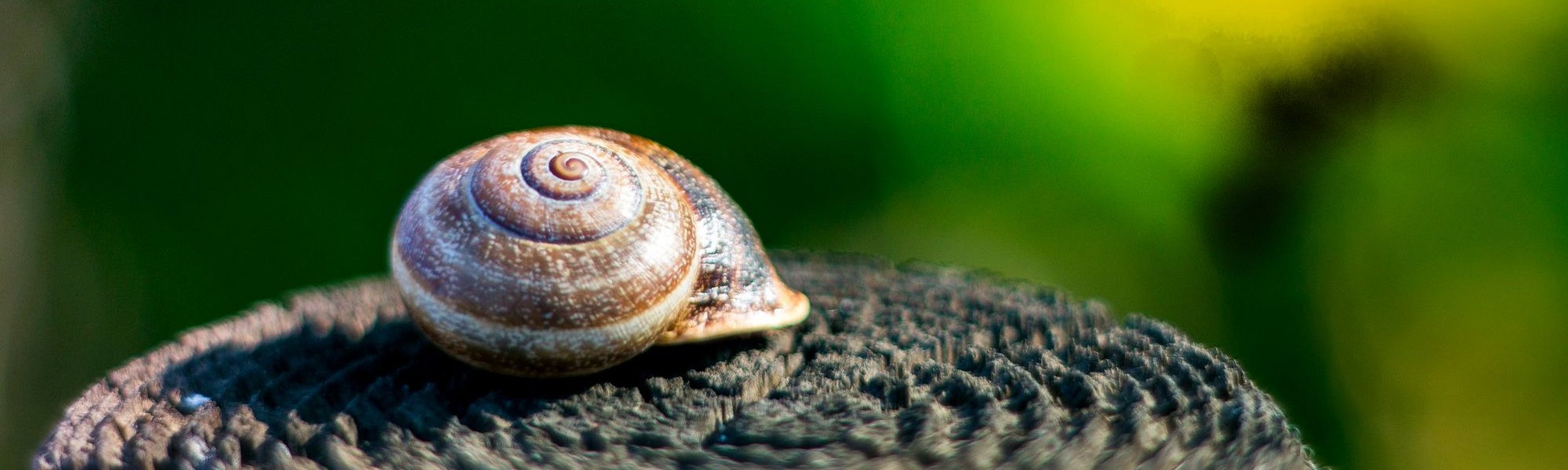 Schnecke auf einem Baumstamm